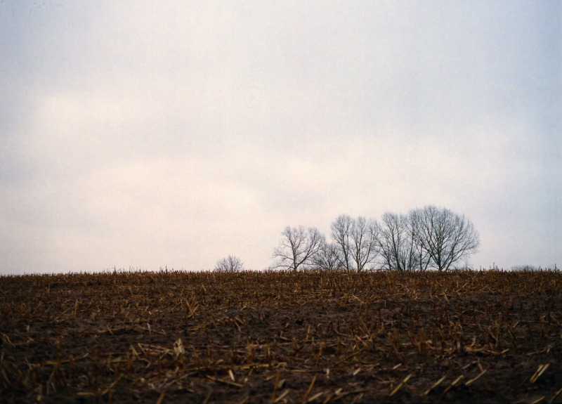 Horizontblick auf Bäume