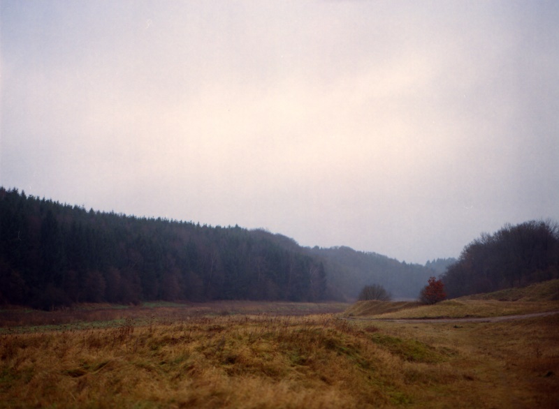 Weiter Blick auf eine Wiese hin zum Waldrand.
