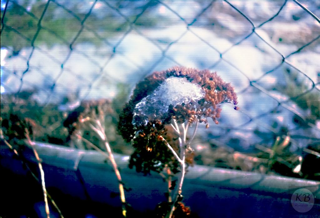 "Winterhart"