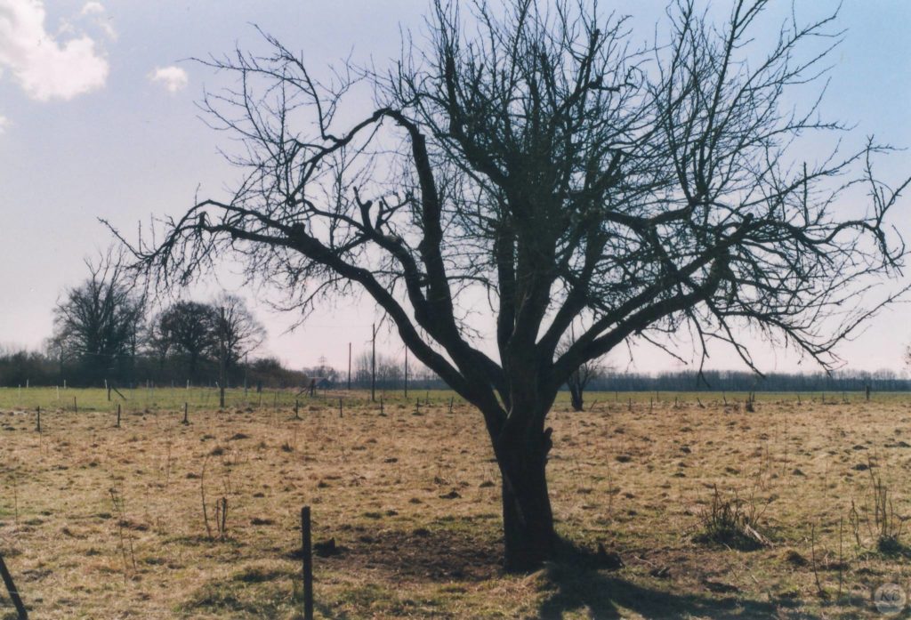 Praktica MTL 50 + Pentacon auto 1.8/50