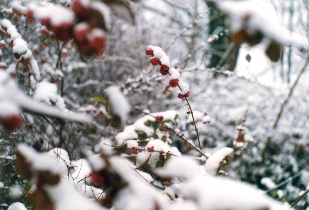 „Hommage an Schneewittchen“