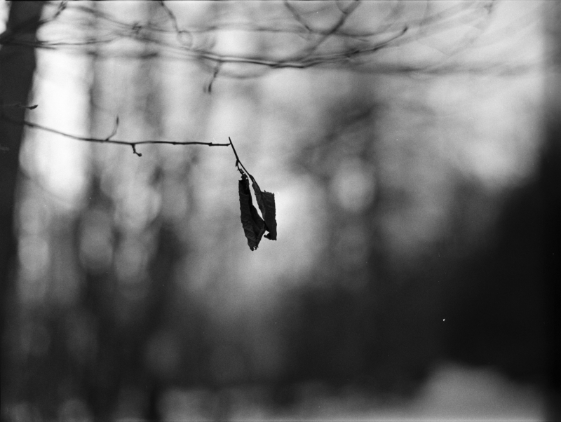 Wer ist eigentlich dieser Bokeh?