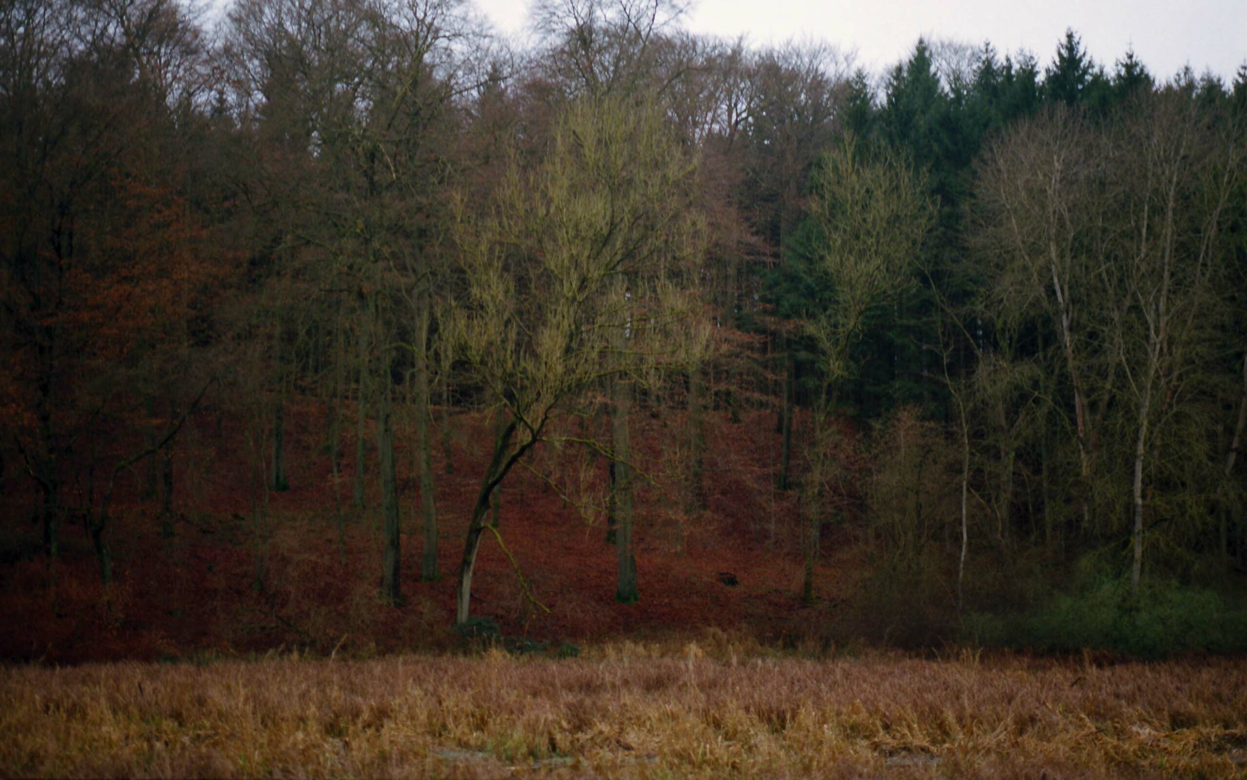 Wald im (deutschen) Winter