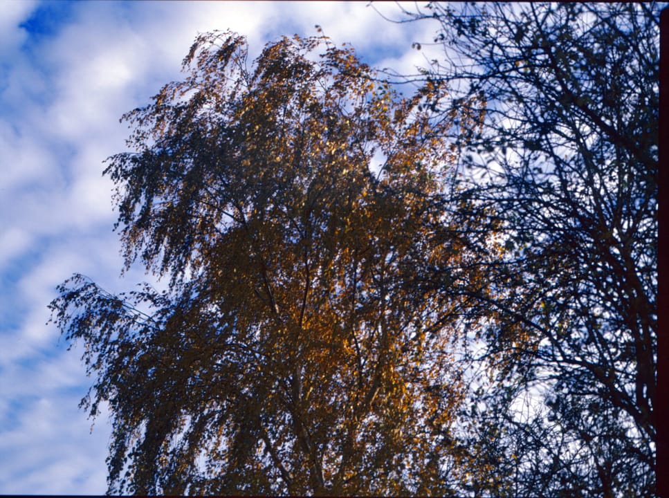 Birken vor Himmel - Kodak E100 120 Rollfilm analoge Fotografie