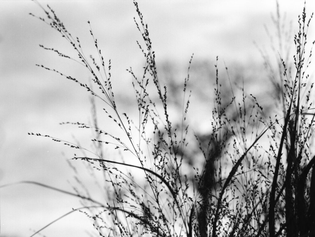 Weidegras vor Himmel auf Analogheld tbd. 100.
